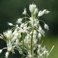 Allium carinatum pulchellum f. album Photo: J. Ama